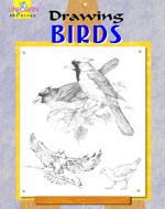 Drawing Birds